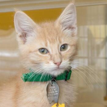 STELLAR -  Domestic Short Hair Cat for Adoption in St. Louis, Missouri - STELLAR | PetCurious