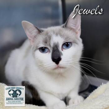 Jewels -  Domestic Short Hair Cat for Adoption in Middle Township, New Jersey - Jewels | PetCurious