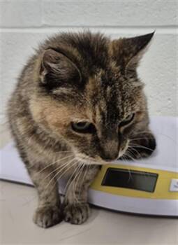A534253 -  Domestic Short Hair Cat for Adoption in St. Peters, Missouri - A534253 | PetCurious