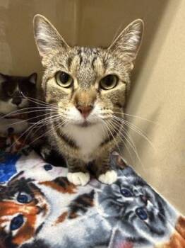 Omi -  Domestic Short Hair Cat for Adoption in Pequot Lakes, Minnesota - Omi | PetCurious