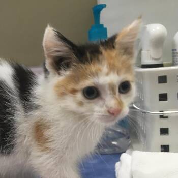 Turtle -  Domestic Medium Hair Cat for Adoption in Lynchburg, Virginia - Turtle | PetCurious