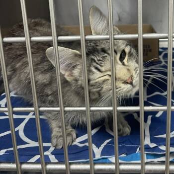 Bennett 7 Niall -  Domestic Long Hair Cat for Adoption in Donalsonville, Georgia - Bennett 7 Niall | PetCurious