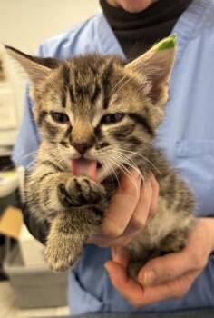 Domestic Short Hair Cats Available for Adoption - Rumi | PetCurious