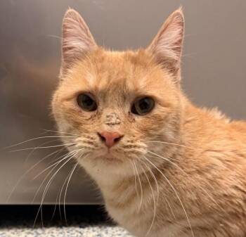 Domestic Short Hair Cats Available for Adoption - Goldilocks | PetCurious