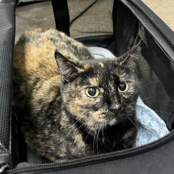 Domestic Short Hair Cats Available for Adoption - Do-Si-Do | PetCurious