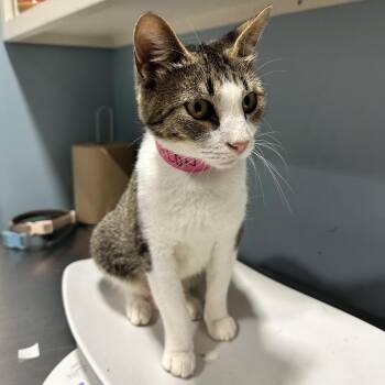 Avalon -  Domestic Short Hair Cat for Adoption in Chattanooga, Tennessee - Avalon | PetCurious