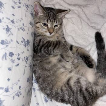 Chocolate Habanero -  Domestic Short Hair Cat for Adoption in Richmond, Virginia - Chocolate Habanero | PetCurious