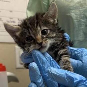 Drip -  Domestic Short Hair Cat for Adoption in Tempe, Arizona - Drip | PetCurious