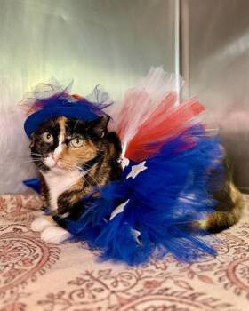OLIVIA -  Domestic Short Hair Cat for Adoption in Fort Walton Beach, Florida - OLIVIA | PetCurious