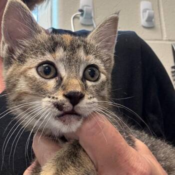 Calliope -  Domestic Short Hair Cat for Adoption in Council Bluffs, Iowa - Calliope | PetCurious