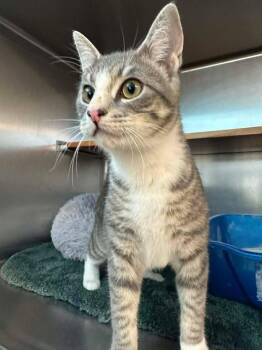 Domestic Short Hair Cats Available for Adoption - Bo | PetCurious