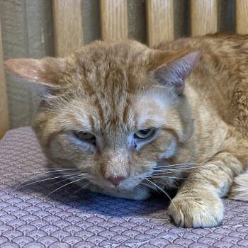 Fluffy -  Domestic Short Hair Cat for Adoption in Marion, Illinois - Fluffy | PetCurious