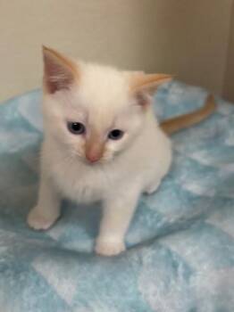 Bubbles -  Domestic Short Hair Cat for Adoption in Fort Collins, Colorado - Bubbles | PetCurious