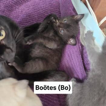 Bootes -  Domestic Short Hair Cat for Adoption in Madison, Wisconsin - Bootes | PetCurious