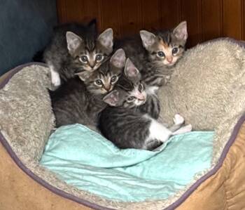 Rescue Domestic Short Hair Cats for Adoption in Crandon, Wisconsin - Walter And Mary Kittens 1 | PetCurious