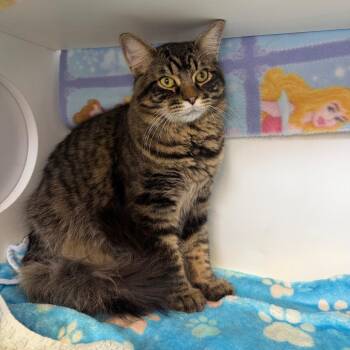 Domestic Long Hair Cats Available for Adoption in Council Bluffs, Iowa - Charlie | PetCurious