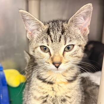 Beans & Baristas -  Domestic Short Hair Cat for Adoption in Evansville, Indiana - Beans & Baristas | PetCurious