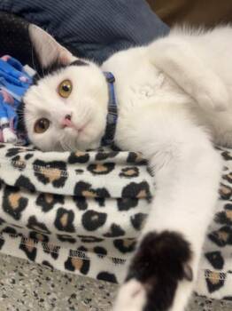 Domestic Short Hair Cats Available for Adoption in Kansas City, Missouri - Blue Slush | PetCurious