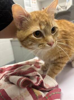 TUNA FISH -  Domestic Short Hair Cat for Adoption in Indianapolis, Indiana - TUNA FISH | PetCurious