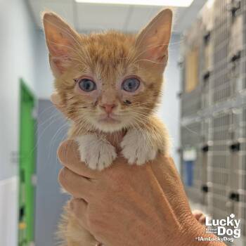 Taco Bell -  Domestic Short Hair Cat for Adoption in Washington, District Of Columbia - Taco Bell | PetCurious