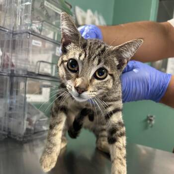 IVHS-Stray-140395 -  Domestic Short Hair Cat for Adoption in San Gabriel, California - IVHS-Stray-140395 | PetCurious
