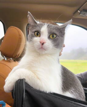 Rescue Domestic Short Hair Cats for Adoption in Cincinnati, Ohio - Tinker | PetCurious