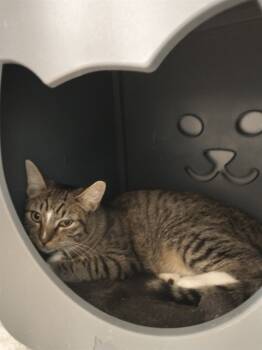 Rescue Domestic Short Hair Cats for Adoption in Leesburg, Virginia - ANDY | PetCurious