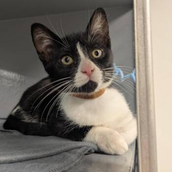 Gingham (brown collar) -  Domestic Short Hair Cat for Adoption in Philadelphia, Pennsylvania - Gingham (brown Collar) | PetCurious