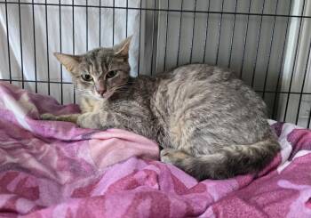 Sage -  Domestic Short Hair Cat for Adoption in Dickson, Tennessee - Sage | PetCurious