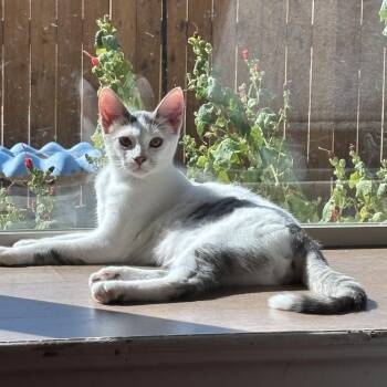 Tango -  Domestic Short Hair Cat for Adoption in Crowley, Texas - Tango | PetCurious