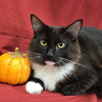 Chipotle -  Domestic Long Hair Cat for Adoption in Payson, Arizona - Chipotle | PetCurious
