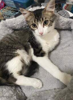 Dorito Loco Taco -  Domestic Medium Hair Cat for Adoption in Clarksville, Tennessee - Dorito Loco Taco | PetCurious