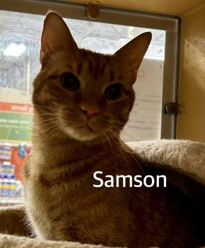 Domestic Short Hair Cats Available for Adoption in Owasso, Oklahoma - Sampson  | PetCurious