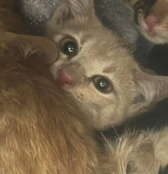 Pork Chop -  Domestic Short Hair Cat for Adoption in Salt Lake City, Utah - Pork Chop | PetCurious