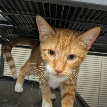 Pepper -  Domestic Short Hair Cat for Adoption in Hannibal, Missouri - Pepper | PetCurious