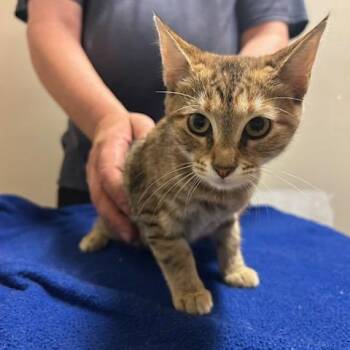 Moon -  Domestic Short Hair Cat for Adoption in Knoxville, Tennessee - Moon | PetCurious