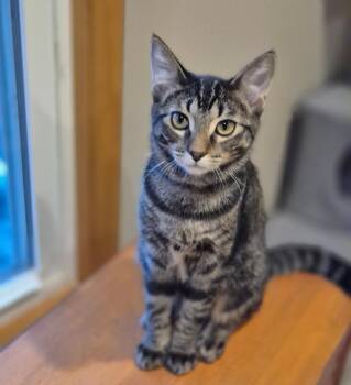 Rescue Tabby and Domestic Short Hair Cats for Adoption in Lombard, Illinois - Arica | PetCurious