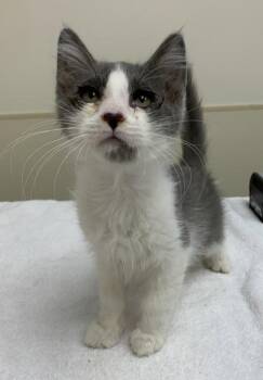 Carlos -  Domestic Short Hair Cat for Adoption in Santa Rosa, California - Carlos | PetCurious