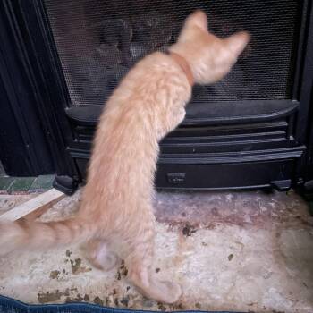 Domestic Short Hair Cats Available for Adoption in Bloomington, Illinois - Bellwort | PetCurious