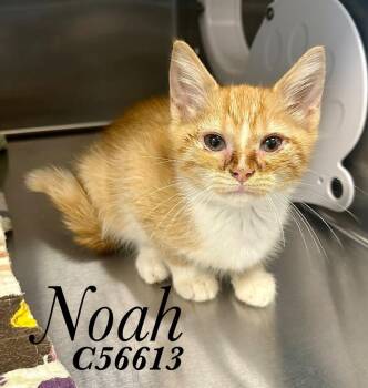 Noah -  Domestic Short Hair Cat for Adoption in Clarksville, Tennessee - Noah | PetCurious