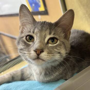 Graycee -  Domestic Short Hair Cat for Adoption in Sonora, California - Graycee | PetCurious