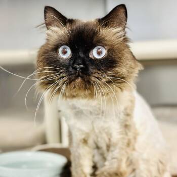 Ragdoll Cats Available for Adoption in Stafford Township, New Jersey - Sir Purr  | PetCurious