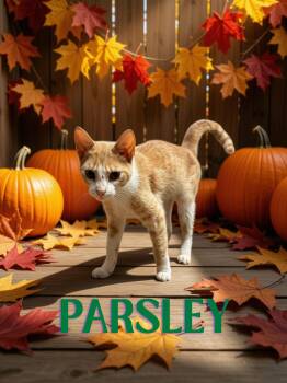 Parsley -  Domestic Short Hair Cat for Adoption in Barton, Vermont - Parsley | PetCurious