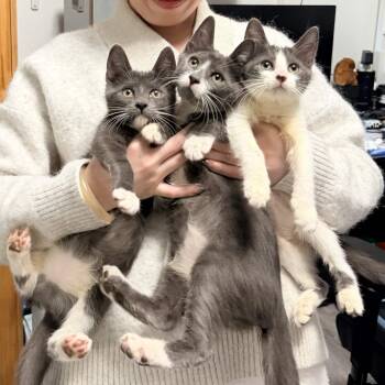 The Teletubbies Litter -  Domestic Short Hair Cat for Adoption in Weehawken Township, New Jersey - The Teletubbies Litter | PetCurious