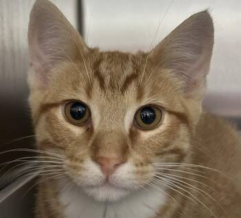 GARIBALDI* -  Domestic Short Hair Cat for Adoption in Santa Cruz, California - GARIBALDI* | PetCurious