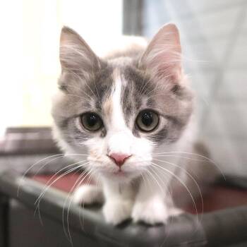Violet -  Domestic Short Hair Cat for Adoption in Port Washington, New York - Violet | PetCurious