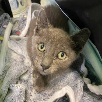 Rescue British Shorthair Cats for Adoption in Los Angeles, California - Baked Bean | PetCurious