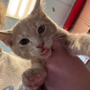 Rescue Domestic Short Hair Cats for Adoption in Gadsden, Alabama - Marlin | PetCurious