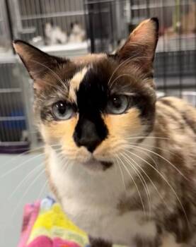 Odessa -  Calico Cat for Adoption in Little Rock, Arkansas - Odessa | PetCurious