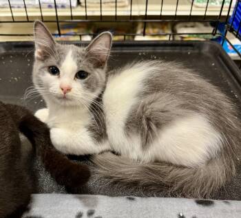 Rescue Domestic Medium Hair and Russian Blue Cats for Adoption in NEW PT RICHEY, Florida - Smarties | PetCurious